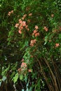 Rhododendron kaempferi flowers