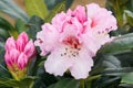 Rhododendron Kromlauer Parkperle Royalty Free Stock Photo