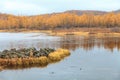 Rhododendron Lake  in Aershan, Inner Mongolia, China Royalty Free Stock Photo