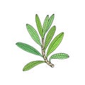 Rhododendron leaf. Evergreen alpine mountain shrub. Hand drawn outline vector Royalty Free Stock Photo