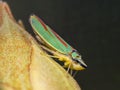 Rhododendron leafhopper on bud Royalty Free Stock Photo