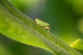 Rhododendron leafhopper, Graphocephala fennahi