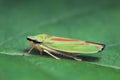 Rhododendron leafhopper on green leaf Royalty Free Stock Photo