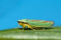 Rhododendron leafhopper on leaf