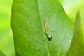 Rhododendron leafhopper on a leaf