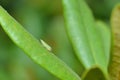 Rhododendron leafhopper on a leaf