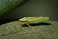 Rhododendron leafhopper a leaf Royalty Free Stock Photo