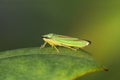 Rhododendron Leafhopper on a leaf Royalty Free Stock Photo