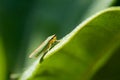 Rhododendron Leafhopper on a leaf