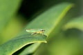 Rhododendron Leafhopper on a leaf