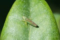 Rhododendron Leafhopper on a leaf Royalty Free Stock Photo