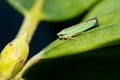 Rhododendron Leafhopper on a leaf