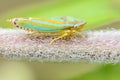 Rhododendron Leafhopper