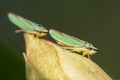 Rhododendron leafhoppers on bud