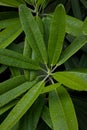 Rhododendron Leaves
