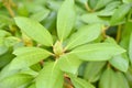 Rhododendron leaves and flower bud