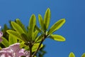 Rhododendron leaves under blue sky.