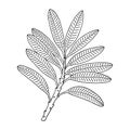 Rhododendron leaves. Vector outline.