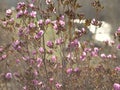 Rhododendron ledebourii or Ledum Siberia flowers. Bush against t