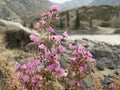 Rhododendron ledebourii or Ledum Siberia flowers on the river an