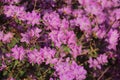 Rhododendron ledebourii, a plant from the family Ericaceae