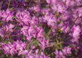 Rhododendron ledebourii, a plant from the family Ericaceae