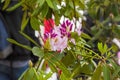 Rhododendron of the Lita species. Royalty Free Stock Photo