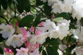 Rhododendron `Loderi King George` scented white flowers flushed pink