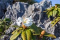 Rhododendron ludwigianum hoss