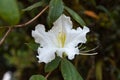 Rhododendron ludwigianum Hoss