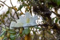 Rhododendron ludwigianum Hoss