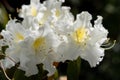 Rhododendron ludwigianum Hoss White Rhodon white flower from north Thailand