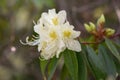 Rhododendron lutescens, pale yellow flowers and buds Royalty Free Stock Photo