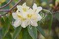 Rhododendron lutescens, pale yellow flowers on a twig