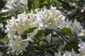 Rhododendron Madame Masson white flowers with yellow dots in bloom, flowering evergreen shrub, green leaves