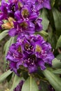 Rhododendron `Marcel Menard` Royalty Free Stock Photo