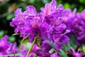 Rhododendron `Marcel Menard`