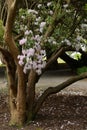 Rhododendron maximum or great laurel flowers Royalty Free Stock Photo