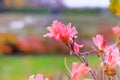 Rhododendron molle is blooming in city park. Pink flowers is growing in garden. Landscaping and decoration in spring Royalty Free Stock Photo