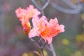 Rhododendron molle bush is blooming in city park, close up. ÃÂ¡oral flowers is growing in garden. Landscaping and decoration in Royalty Free Stock Photo