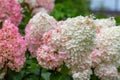 Hydrangea paniculata Vanille Fraise / Rehny Royalty Free Stock Photo