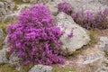 Rhododendron mountain spring sakura siberian