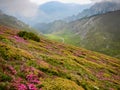 Rhododendron on mountainsides of bucegi mountains in a summer day