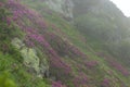 Flowering Rhododendron myrtifolium on the slopes of the Carpathian Mountains shrouded in morning mist. The beauty of natural mount