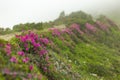 Flowering Rhododendron myrtifolium on the slopes of the Carpathian Mountains shrouded in morning mist. The beauty of natural mount