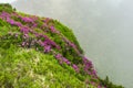 Flowering Rhododendron myrtifolium on the slopes of the Carpathian Mountains shrouded in morning mist. The beauty of natural mount