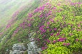 Flowering Rhododendron myrtifolium on the slopes of the Carpathian Mountains shrouded in morning mist. The beauty of natural mount