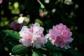 Rhododendron at National Rhododendron Gardens, Olinda, Melbourne