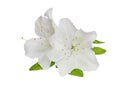 Rhododendron obtusum Flower Royalty Free Stock Photo