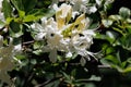 Rhododendron Occidentale Bloom - San Jacinto Mtns - 06132